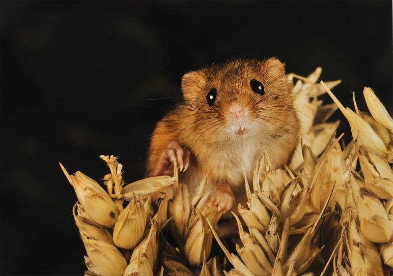 Cheryl Wilkes - Harvest Mouse.jpg